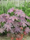 Castor Bean / Ricinus communis